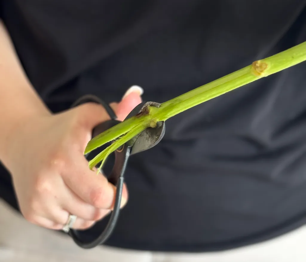 Зріз стебла гортензії під кутом 45 градусів