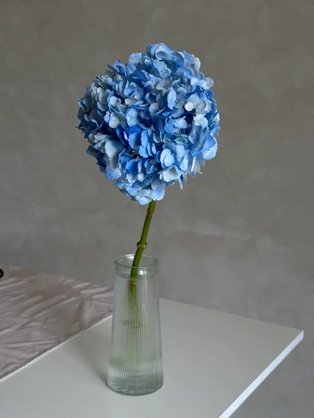 Гортензія у затінку