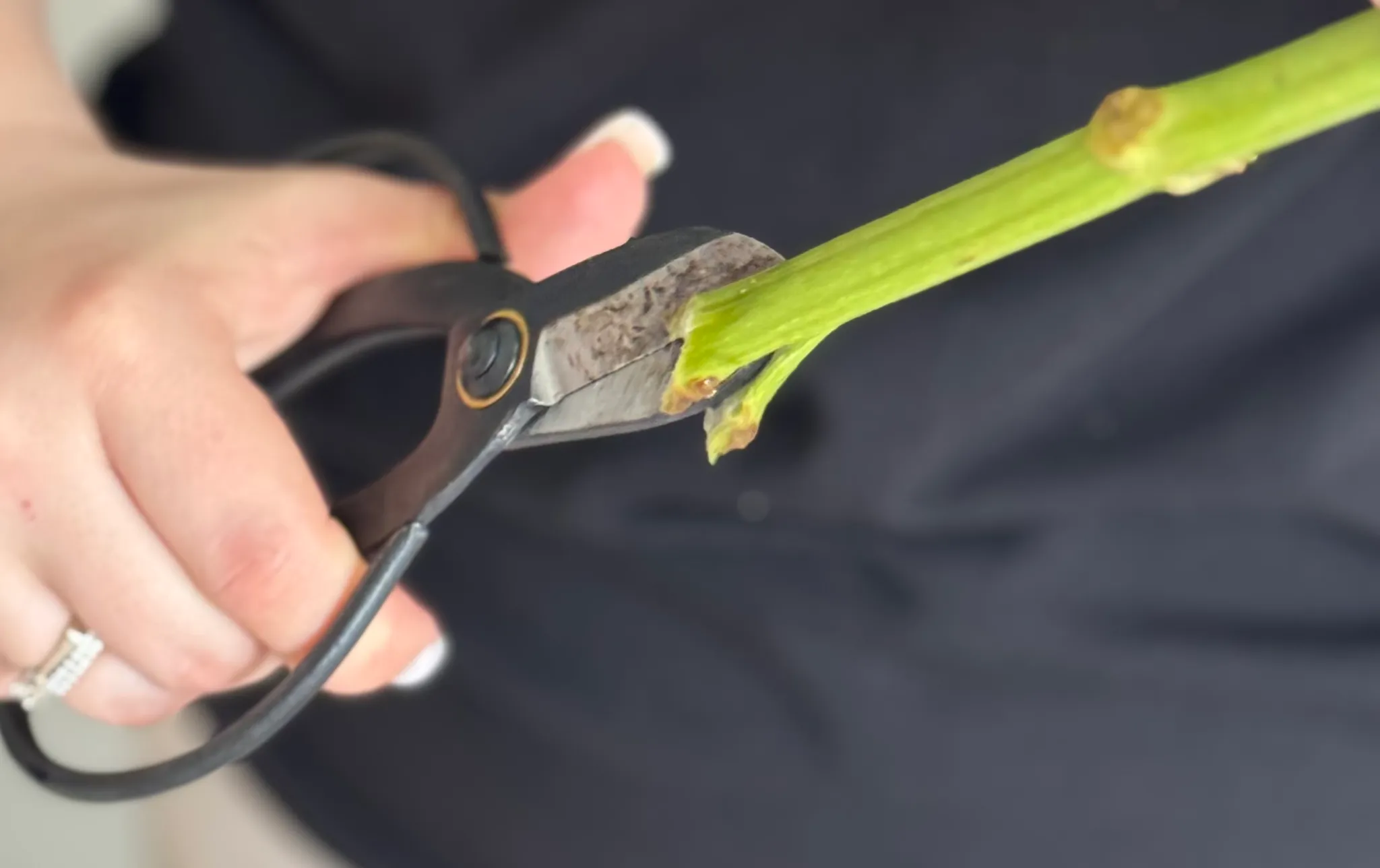 Розщеплене стебло гортензії