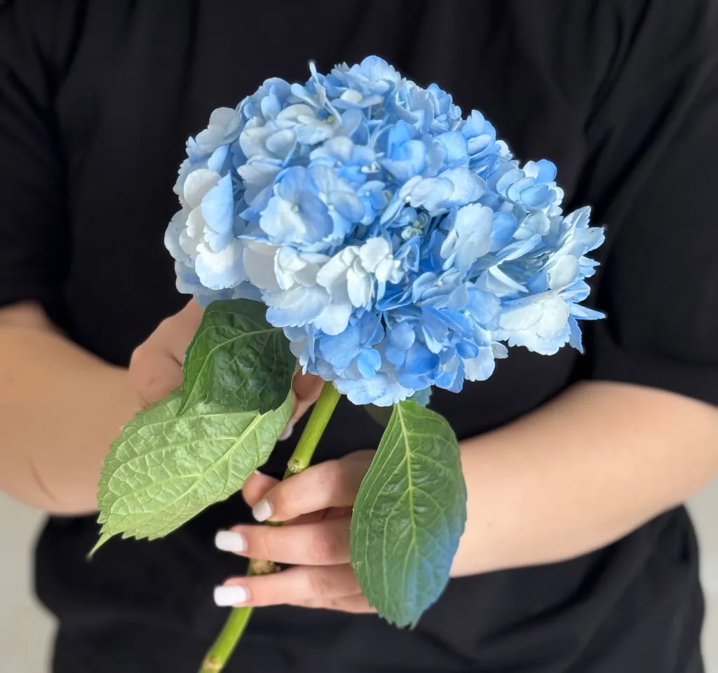 Гортензія крупним планом