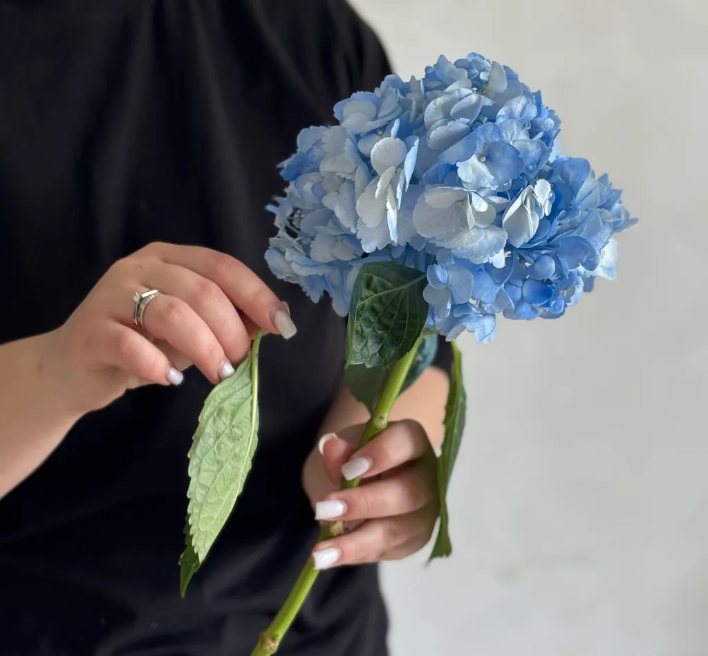 Видалення листя з гортензії