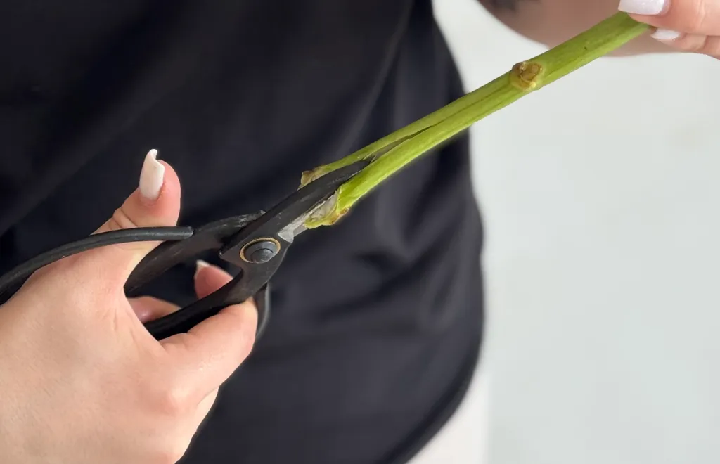 Хрестоподібний надріз на стеблі гортензії