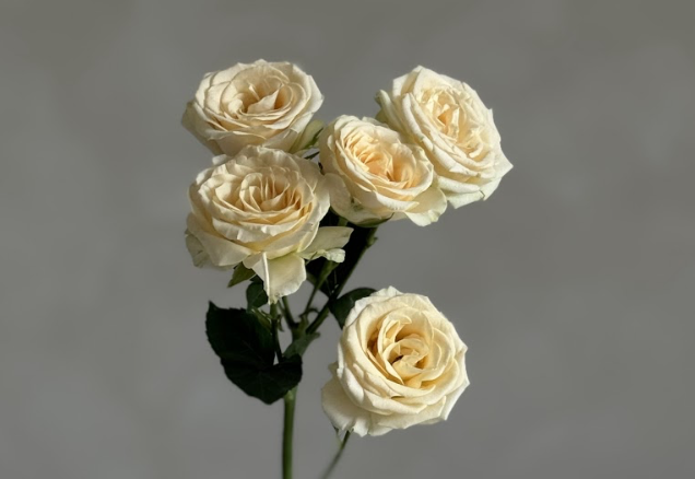 Догляд за кущовою трояндою