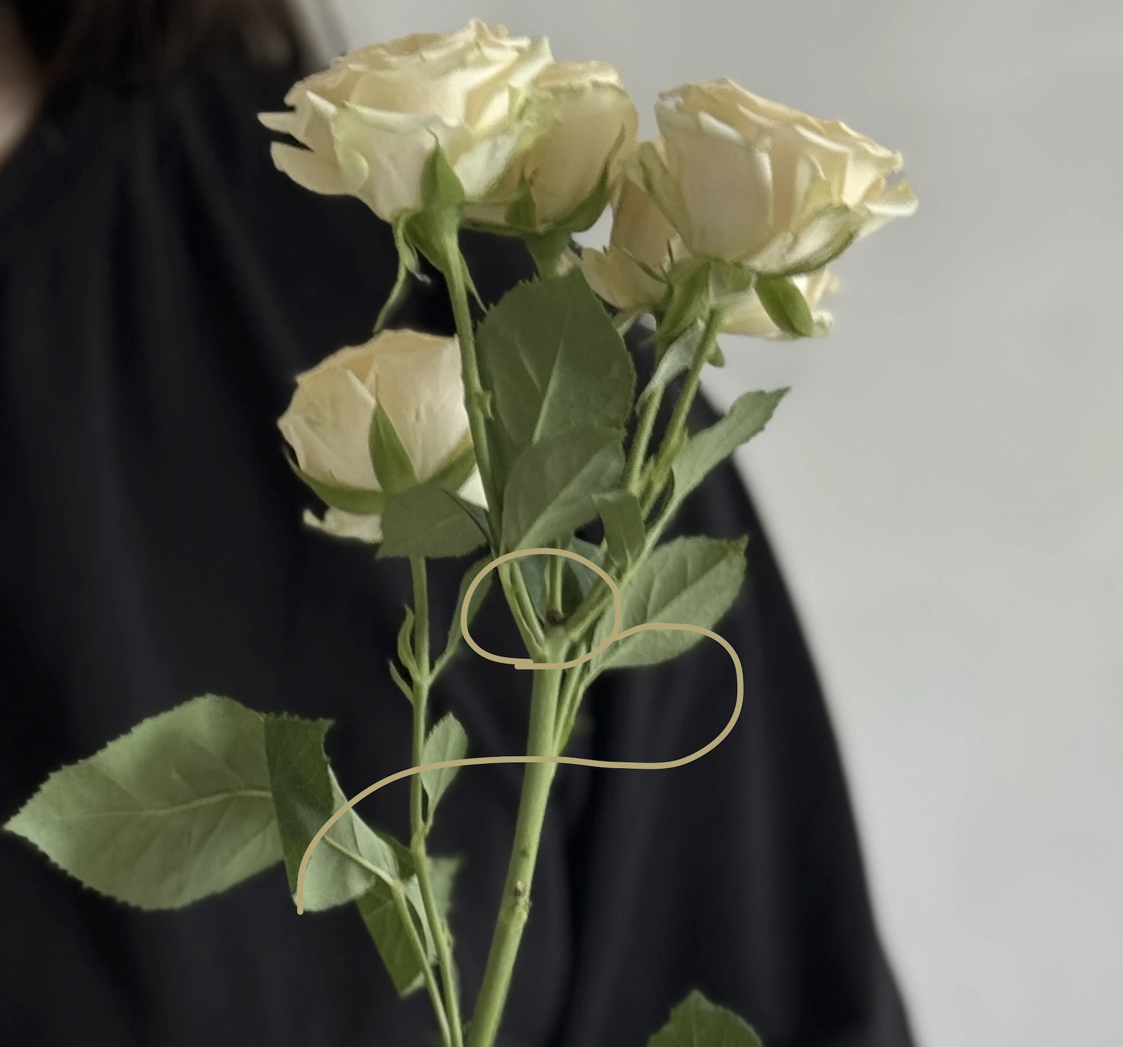 Хрестоподібний надріз на стеблі гортензії